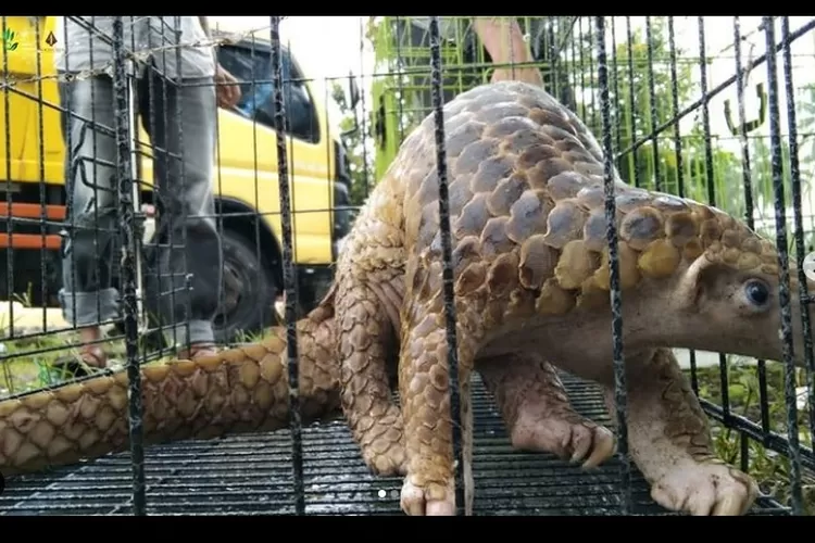 Trenggiling Mampir Rumah Warga, Waspada Kena Pasal 100 Juta