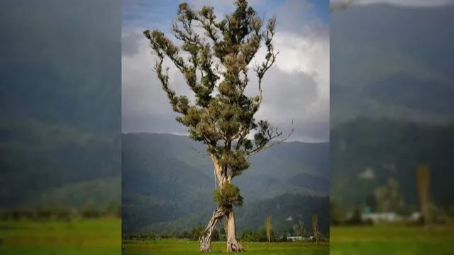 Viral Pohon Berjalan Setinggi 32 Meter